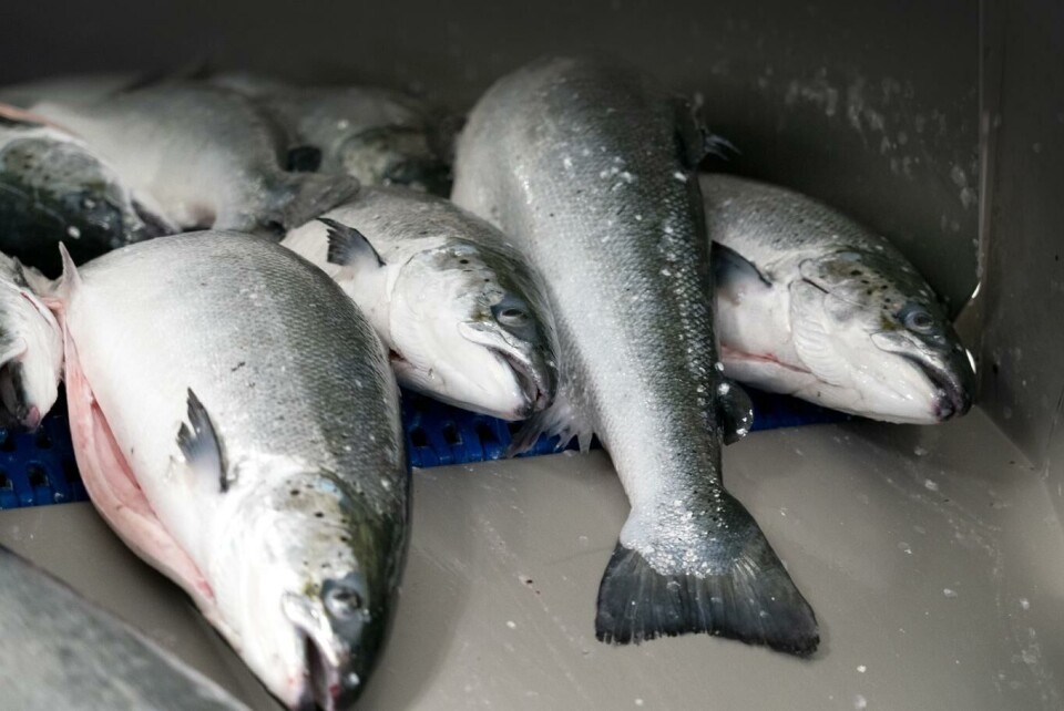 Lakseselskap vil ha mer penger fra staten